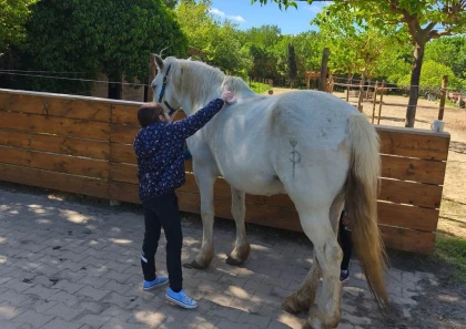 Balade et soins du cheval - Perpignan Expériences