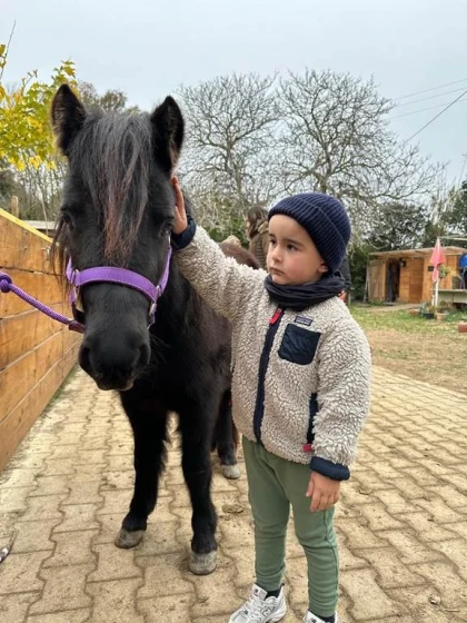 Balade et soins du poney - Perpignan Expériences
