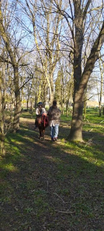 Balade et soins du poney - Perpignan Expériences