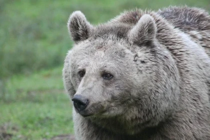 Matinée avec un soigneur au Parc animalier de Casteil - Perpignan Expériences