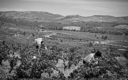 Rivesaltes, Les Secrets de son terroir - Perpignan Expériences
