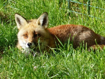 Entrée 1 jour au parc animalier de Casteil - Perpignan Expériences