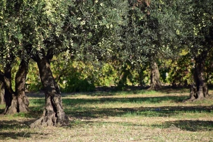 Une promenade originale Privatisé - Perpignan Expériences