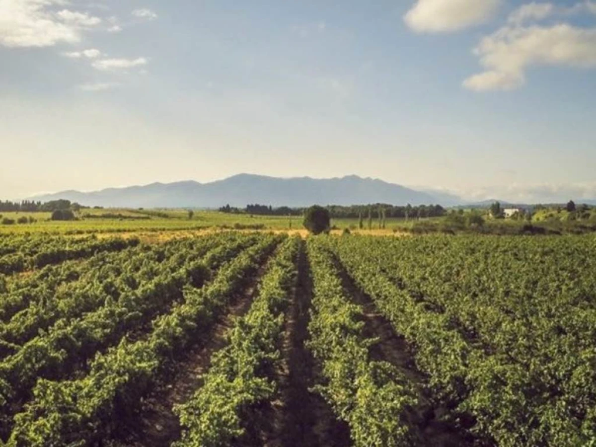 Excursion dans les Aspres et visite des Caves Byrrh - Perpignan Expériences