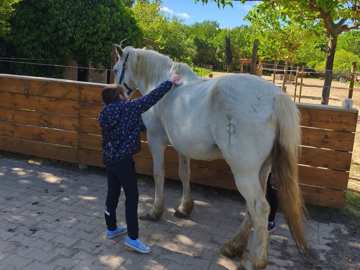 Balade et soins du cheval - Perpignan Expériences