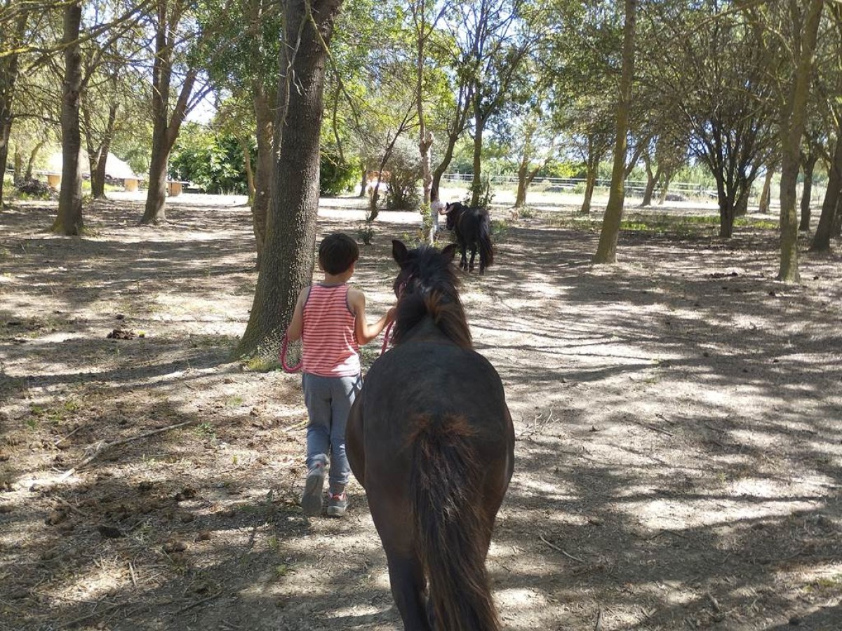 Balade et soins du poney - Perpignan Expériences