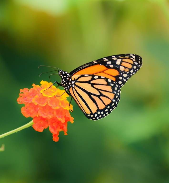 Le Tropique du Papillon - Perpignan Expériences