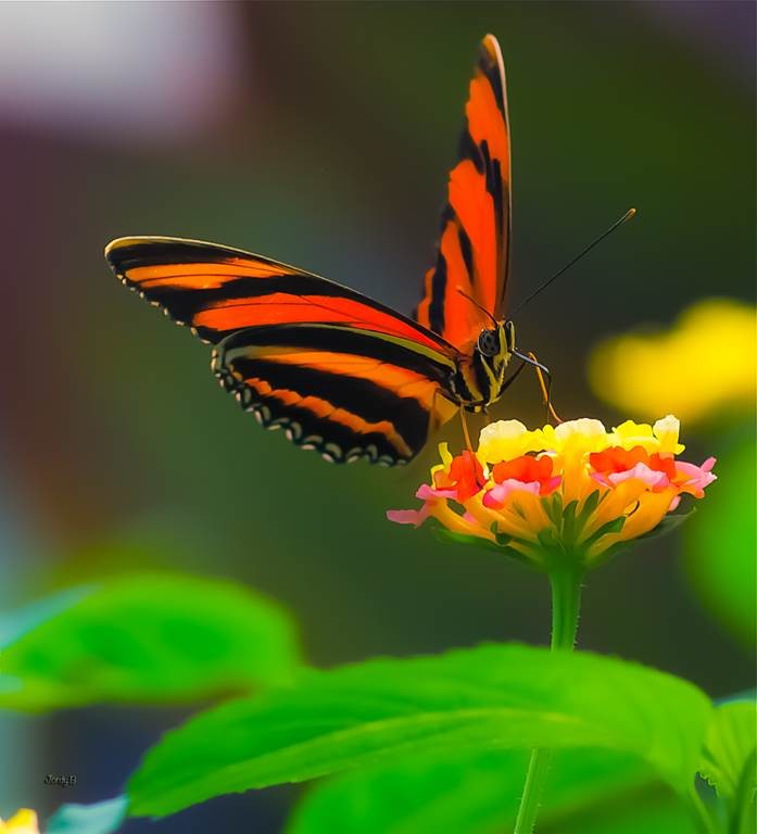 2 Billets "Entrée Adulte" - Le Tropique du Papillon - Perpignan Expériences