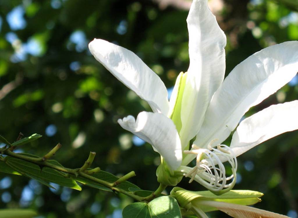 Le Tropique du Papillon - Perpignan Expériences