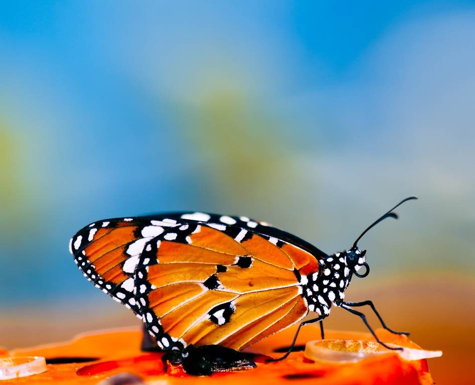 Le Tropique du Papillon - Perpignan Expériences