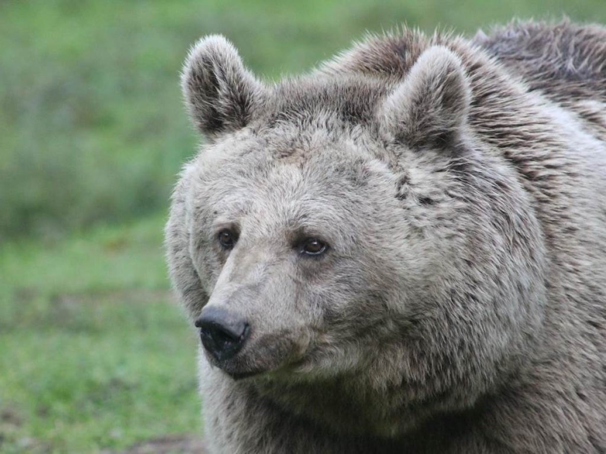 Matinée avec un soigneur (sur réservation) - Perpignan Expériences