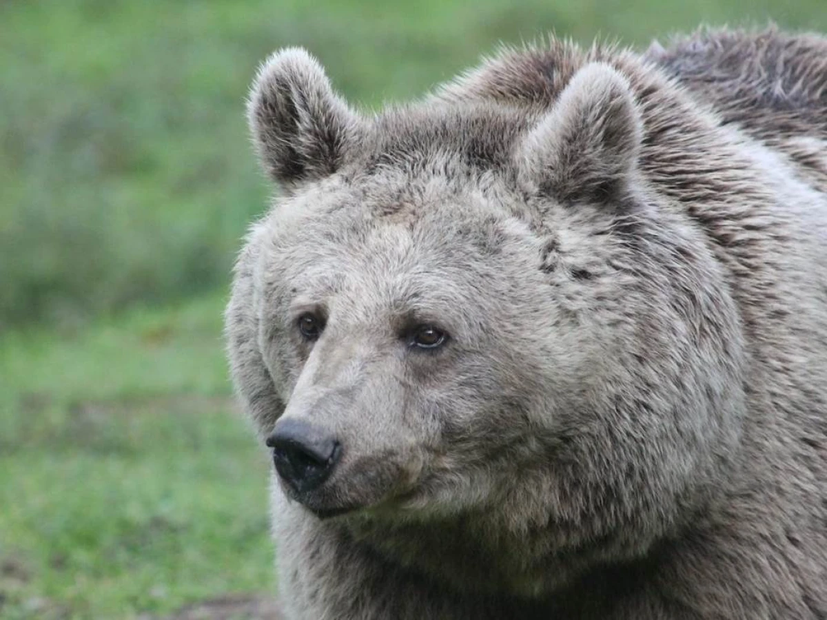 Matinée avec un soigneur au Parc animalier de Casteil - Perpignan Expériences