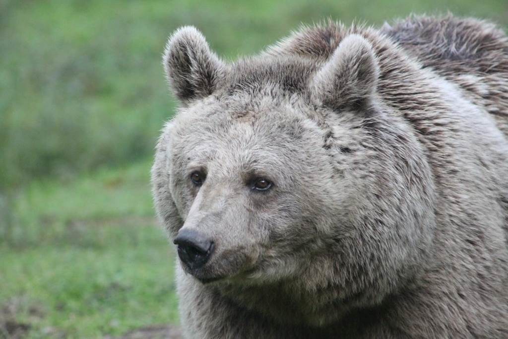 Parc animalier de Casteil - Perpignan Expériences