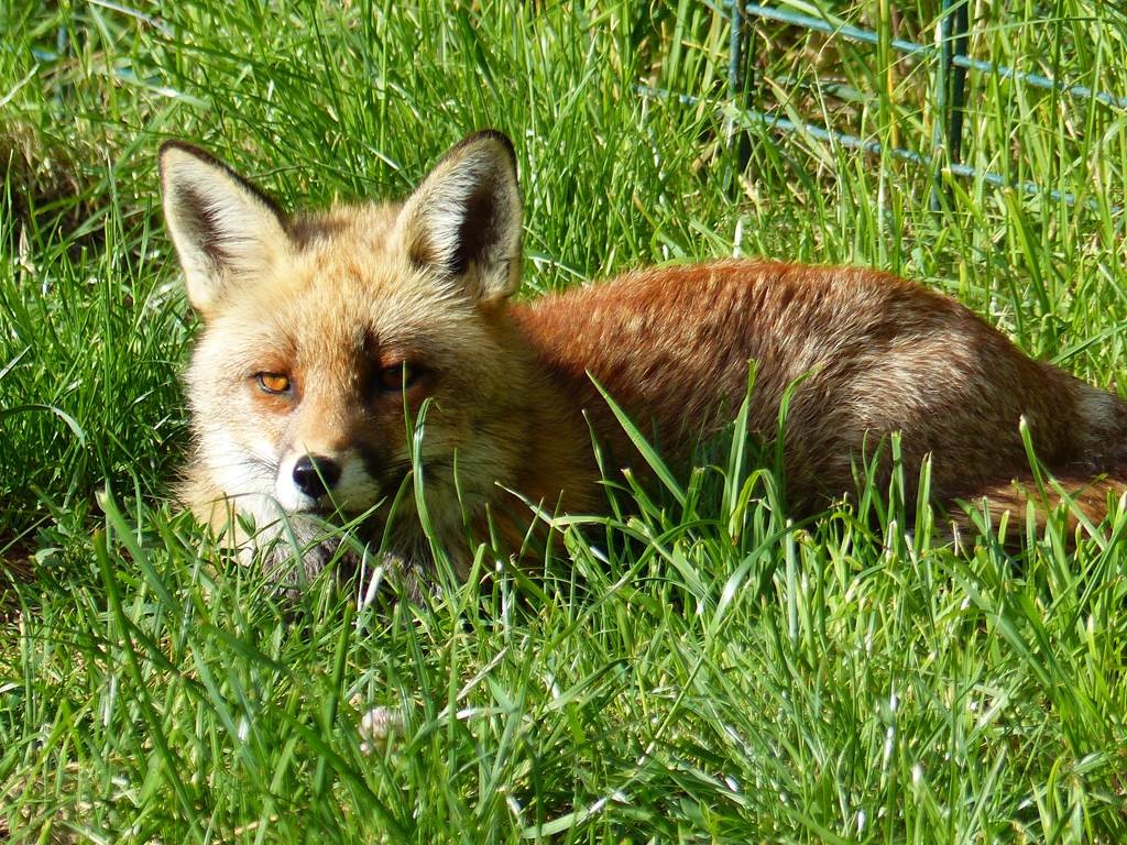 Entrée 1 jour au parc animalier de Casteil - Perpignan Expériences