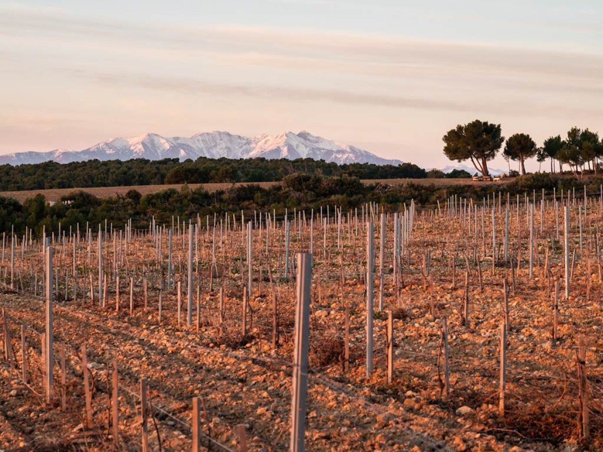 Rivesaltes, Les Secrets de son terroir - Perpignan Expériences
