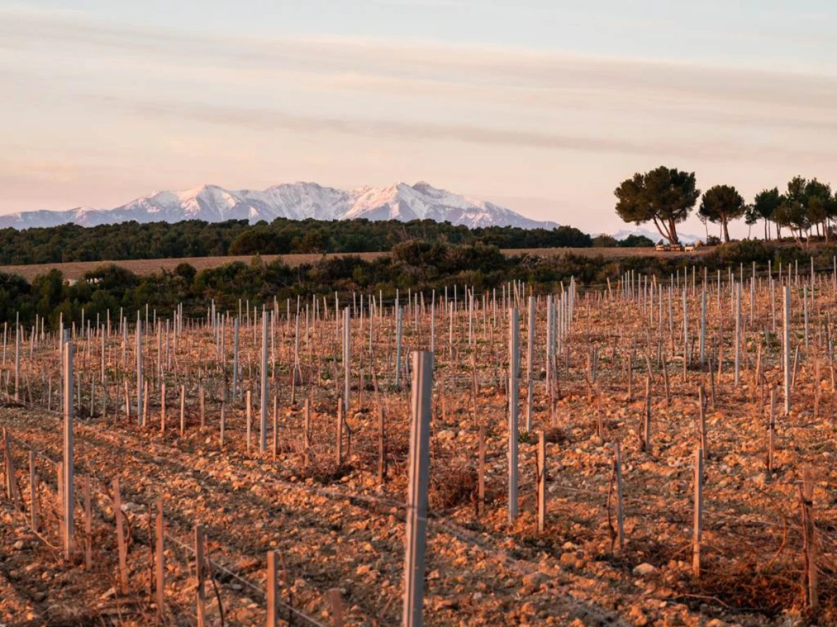 Rivesaltes, Les Secrets de son terroir - Perpignan Expériences