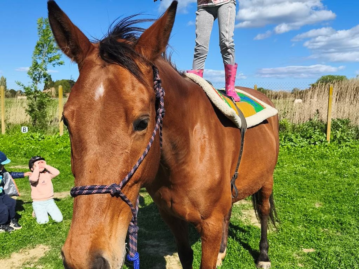 Stage découverte du poney - Perpignan Expériences