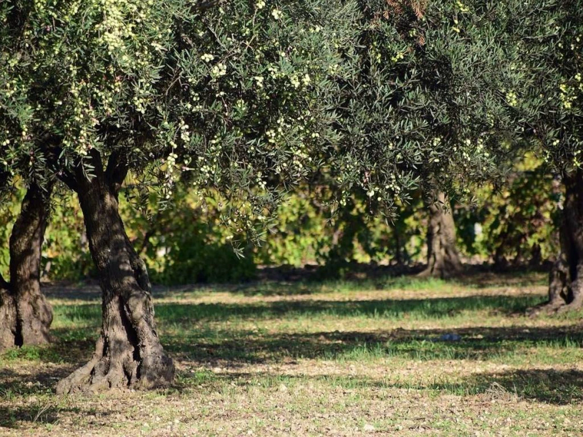 Une promenade originale Privatisé - Perpignan Expériences