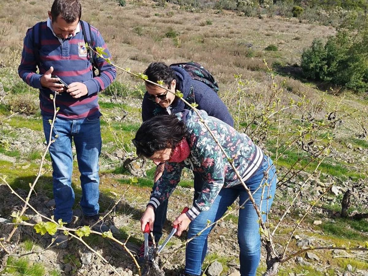 Vigneron d'un jour - Perpignan Expériences
