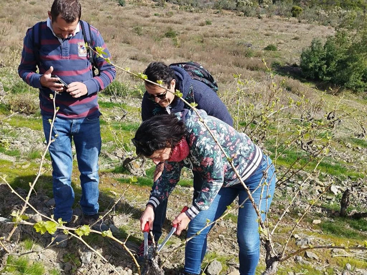 Vigneron d'un jour à St Paul de Fenouillet - Perpignan Expériences
