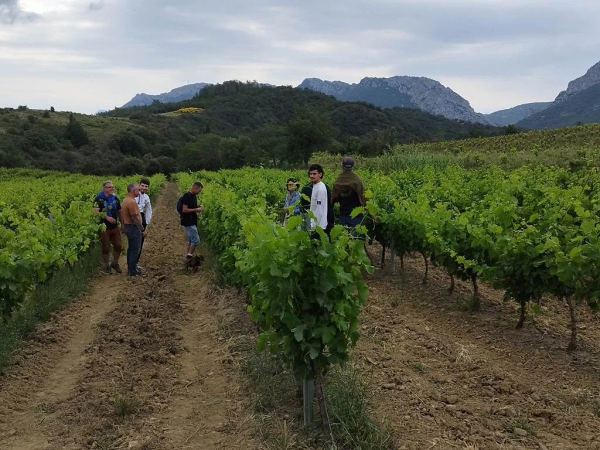 Vigneron d'un jour à St Paul de Fenouillet - Perpignan Expériences