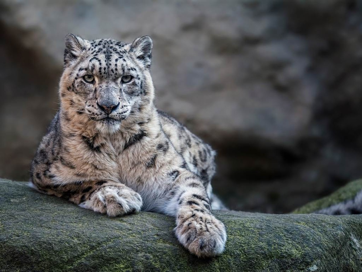 Visite de l'Écoparc animalier - EcoZonia - Perpignan Expériences