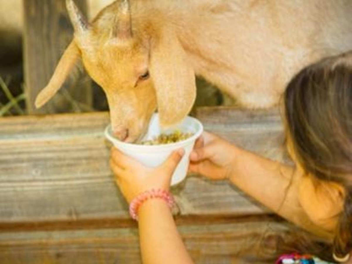 Visite de la ferme à St André - Perpignan Expériences