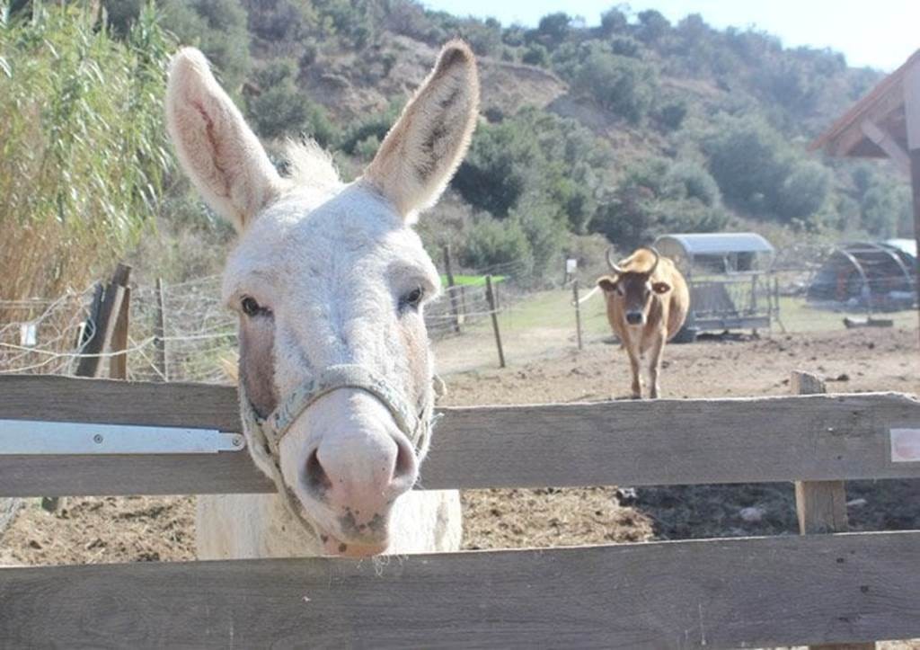 Visite de la ferme pédagogique - Perpignan Expériences