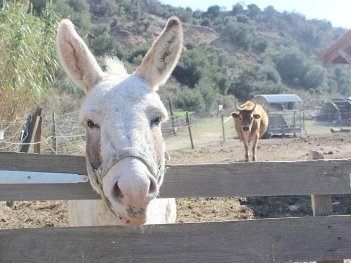 Visite de la ferme pédagogique Saint Roch à Villemolaque - Perpignan Expériences