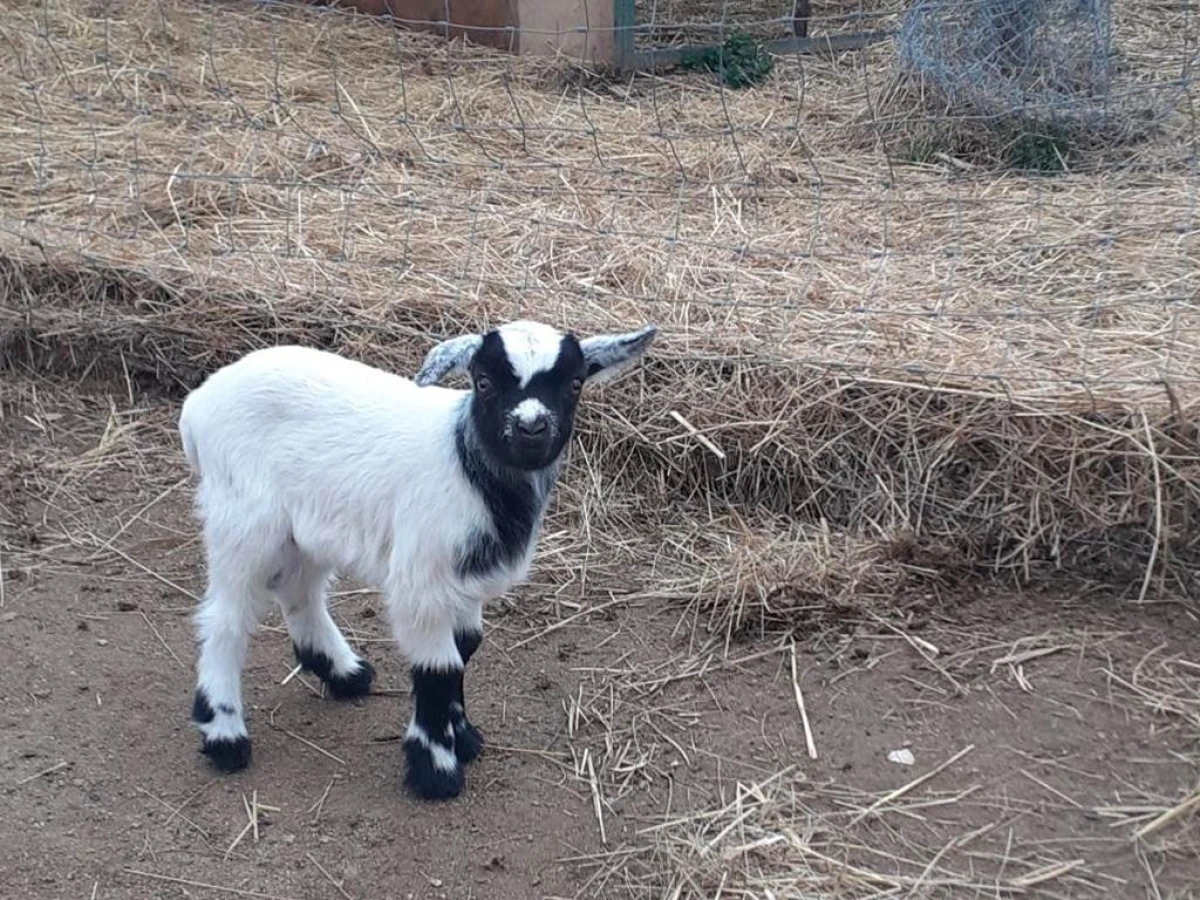 Visite de la ferme pédagogique Saint Roch à Villemolaque - Perpignan Expériences