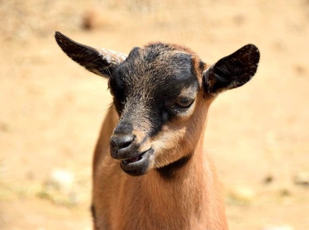 Visite de la ferme pédagogique Saint Roch à Villemolaque - Perpignan Expériences