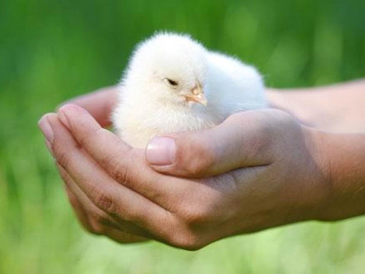 Visite de la ferme public specifique - Perpignan Expériences